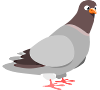 squab-149962_640pombo_s.png