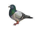 13013018_pigeon-m.png