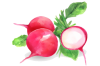 20483588_watercolor-radishes.png